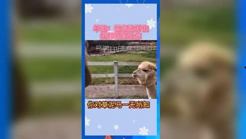 娱乐吃瓜群众歌曲,揭秘娱乐圈背后的“瓜”事